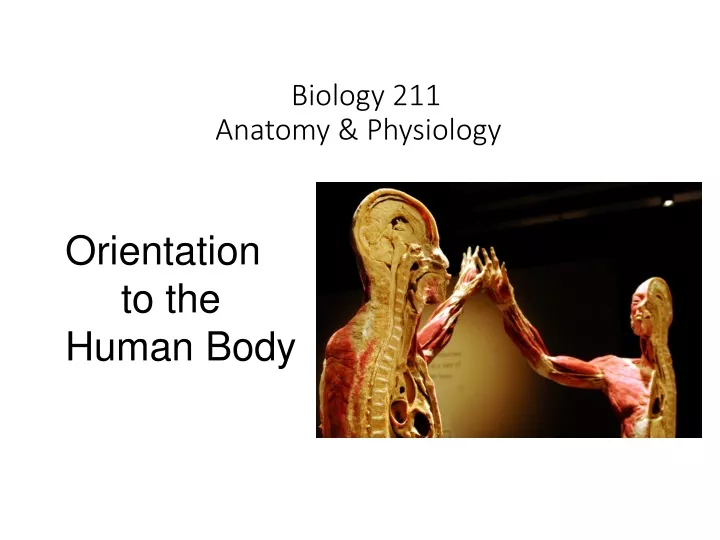 biology 211 anatomy physiology i