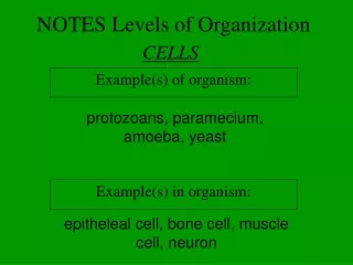 NOTES Levels of Organization