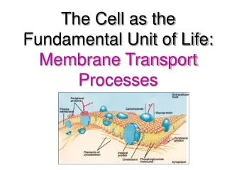 The Cell as the Fundamental Unit of Life:  Membrane Transport Processes
