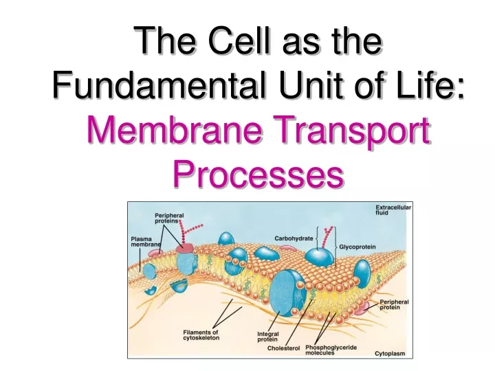 the cell as the fundamental unit of life membrane transport processes