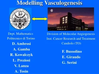 Modelling Vasculogenesis