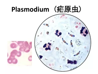Plasmodium  ( 疟原虫 )