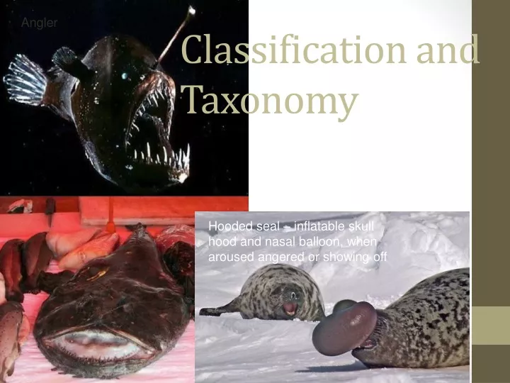 classification and taxonomy