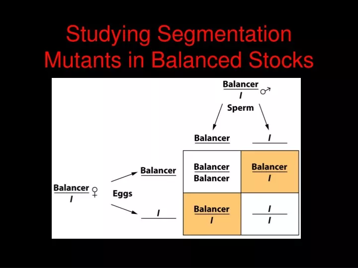 studying segmentation mutants in balanced stocks