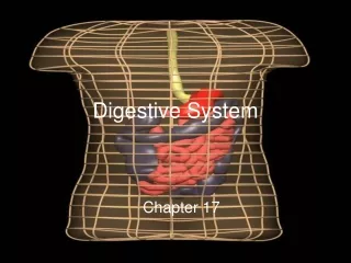 Digestive System