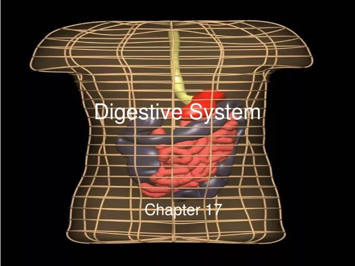 digestive system