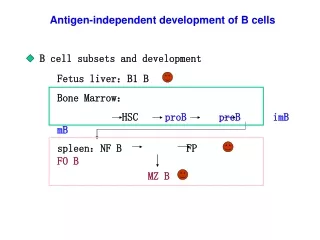 B cell subsets and development