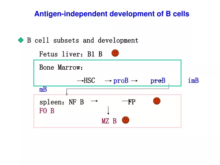 antigen independent development of b cells