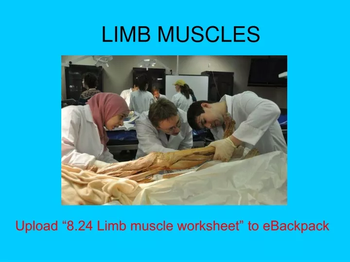 limb muscles