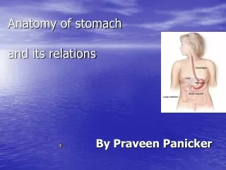 Anatomy of stomach  and its relations