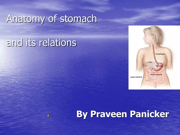 anatomy of stomach and its relations