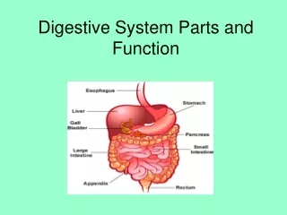 Digestive System Parts and Function
