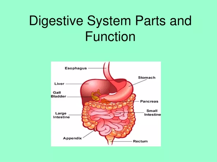 digestive system parts and function