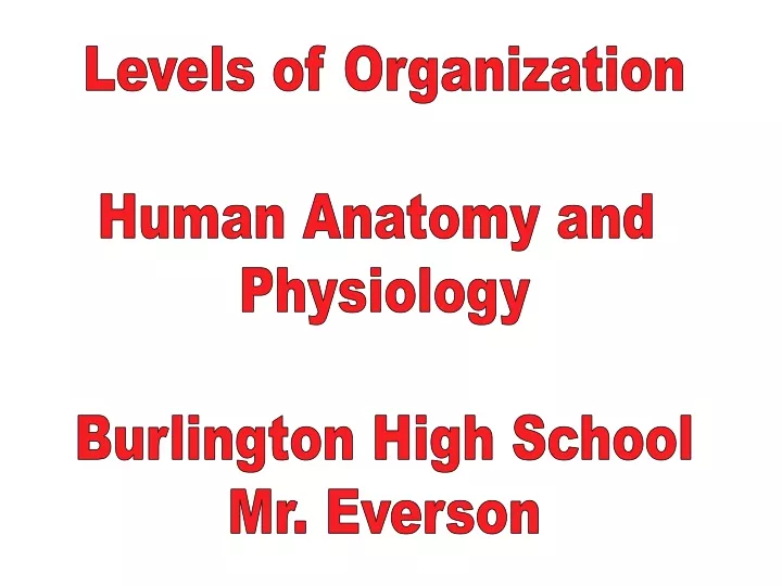 levels of organization human anatomy