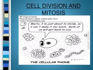 CELL DIVISION AND MITOSIS