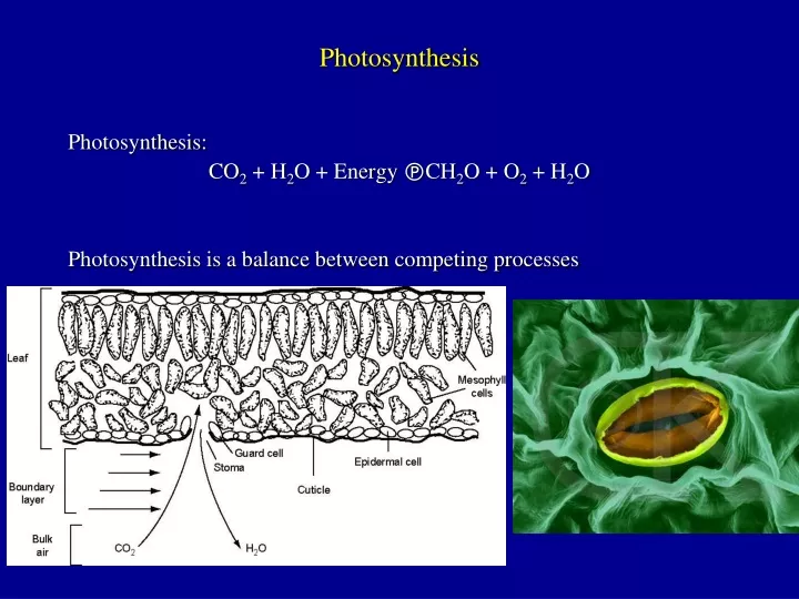 photosynthesis