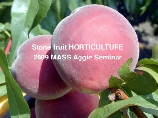 Stone fruit HORTICULTURE 2009 MASS Aggie Seminar
