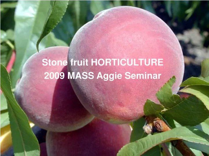 stone fruit horticulture 2009 mass aggie seminar