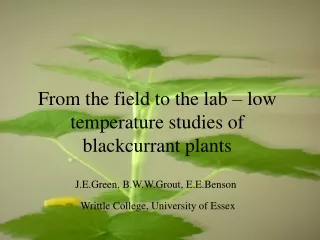 From the field to the lab – low temperature studies of blackcurrant plants