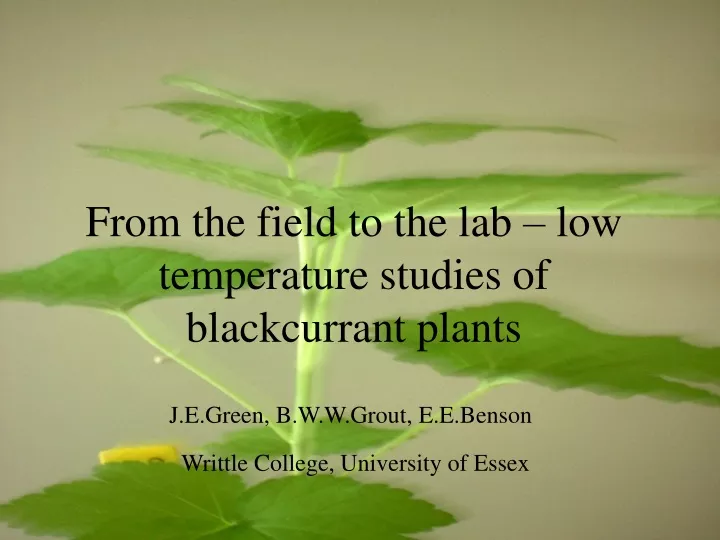 from the field to the lab low temperature studies of blackcurrant plants