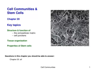 Cell Communities &amp; Stem Cells Chapter 20 Key topics Structure &amp; function of