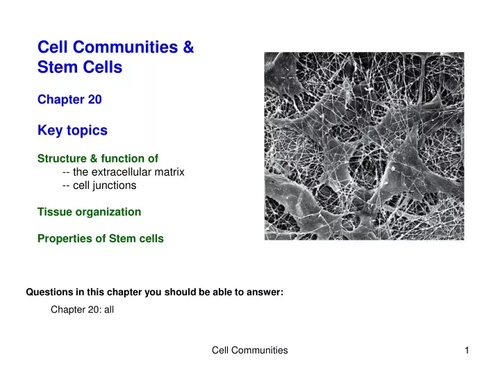 cell communities stem cells chapter 20 key topics