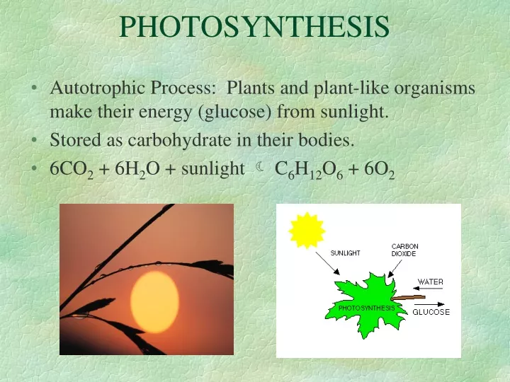 photosynthesis