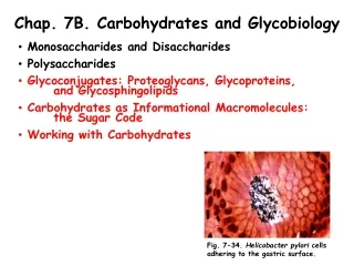 Chap. 7B. Carbohydrates and Glycobiology