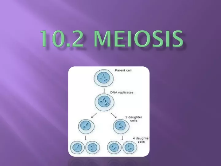 10 2 meiosis