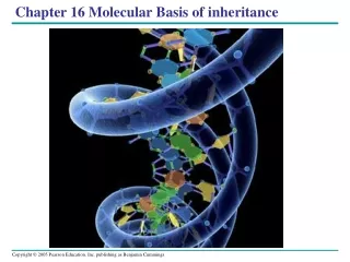 Chapter 16 Molecular Basis of inheritance