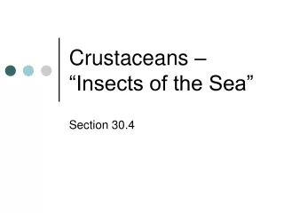Crustaceans – “Insects of the Sea”