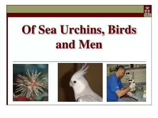 Of Sea Urchins, Birds and Men