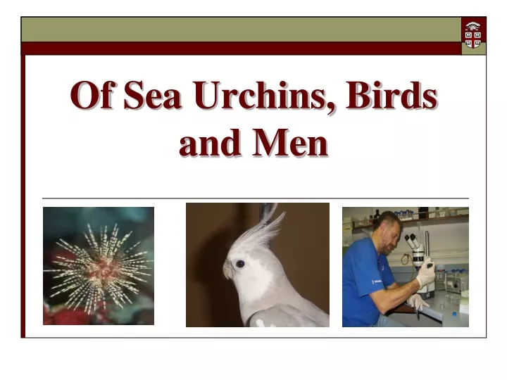of sea urchins birds and men