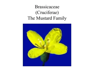 Brassicaceae (Cruciferae) The Mustard Family