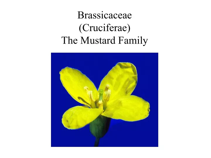 brassicaceae cruciferae the mustard family