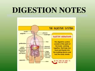 DIGESTION NOTES
