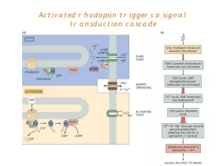 Activated rhodopsin triggers a signal transduction cascade