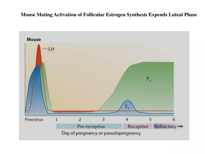 mouse mating activation of follicular estrogen