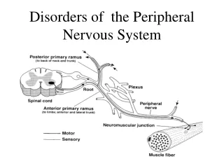 Disorders of  the Peripheral Nervous System