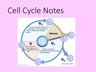 Cell Cycle Notes