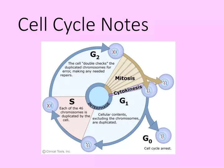 cell cycle notes