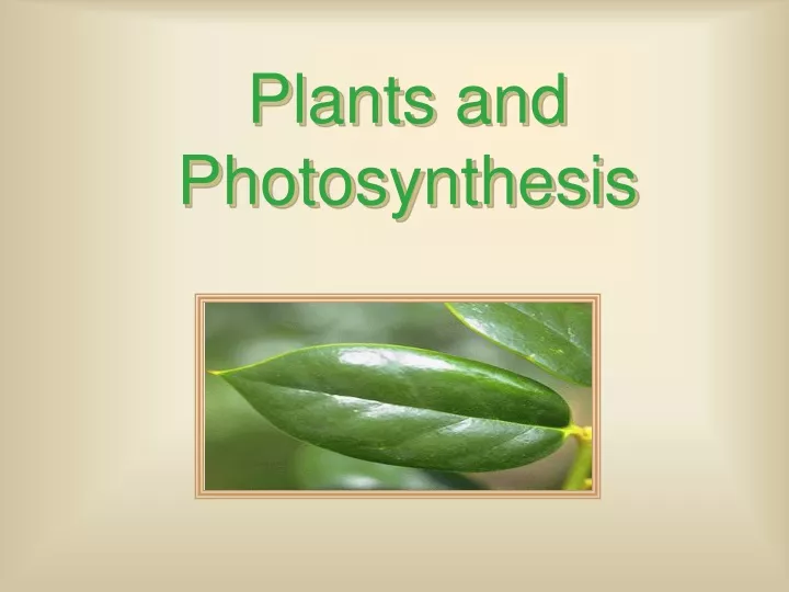 plants and photosynthesis