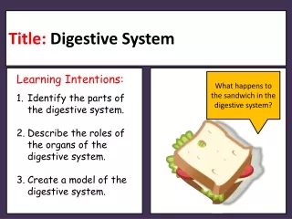 Title : Digestive System