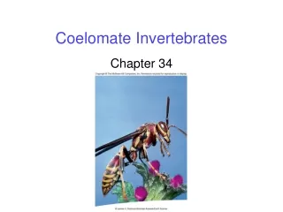 Coelomate Invertebrates