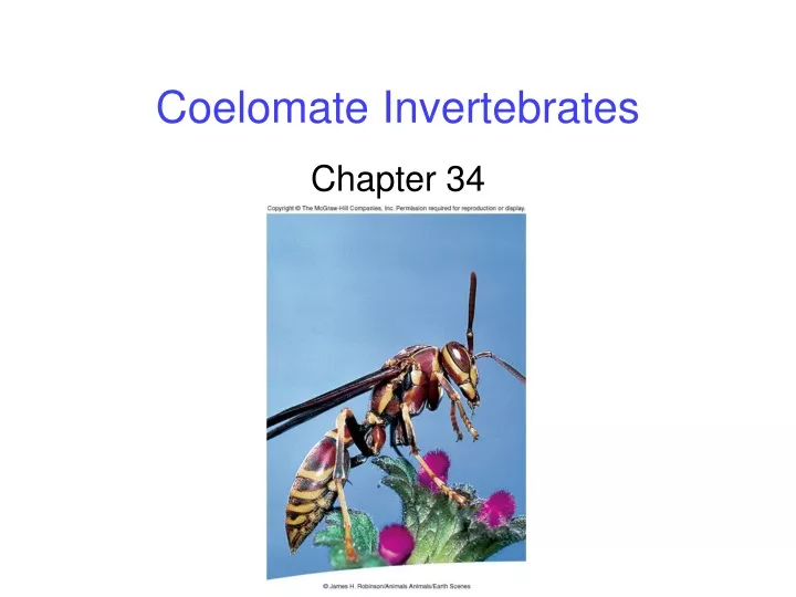 coelomate invertebrates
