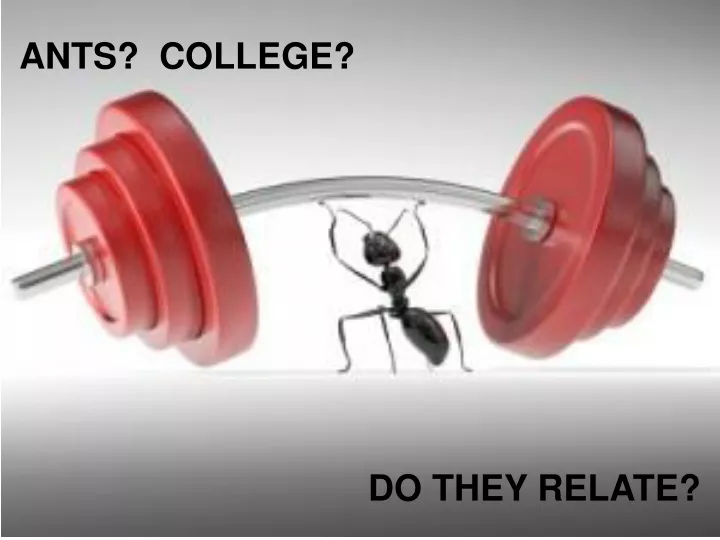 ants college