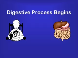Digestive Process Begins