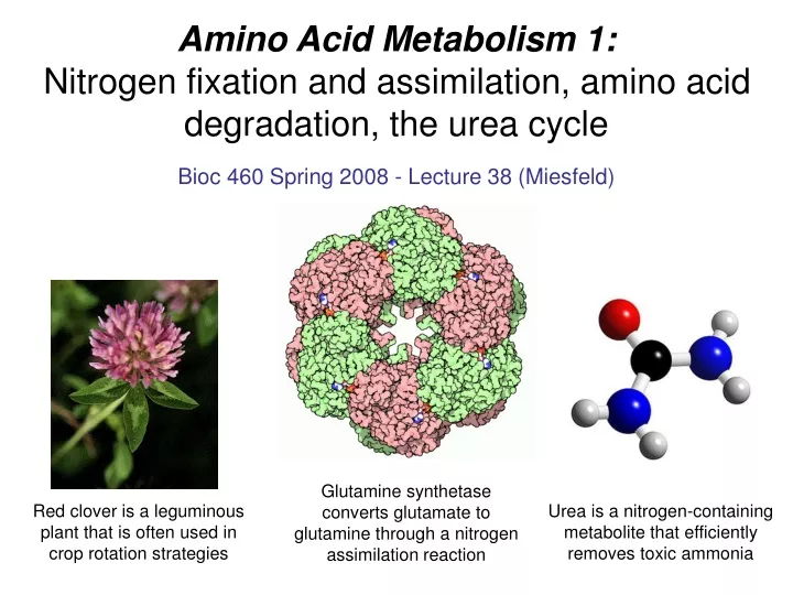 amino acid metabolism 1 nitrogen fixation