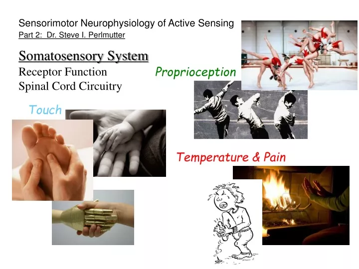 sensorimotor neurophysiology of active sensing
