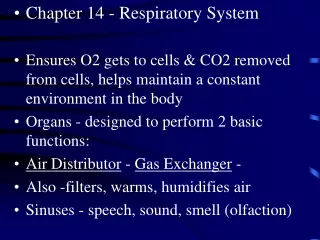 Chapter 14 - Respiratory System
